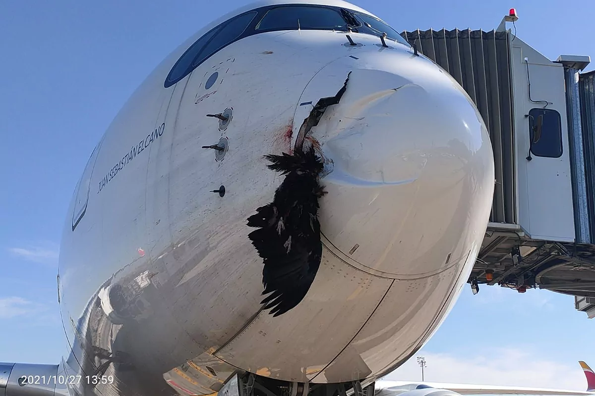 Le danger permanent des oiseaux pour les avions : une bataille silencieuse dans le ciel