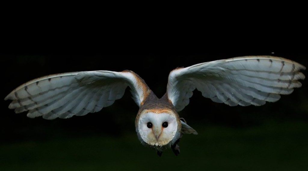 Réduire le bruit des avions en s’inspirant de la nature : la leçon des chouettes